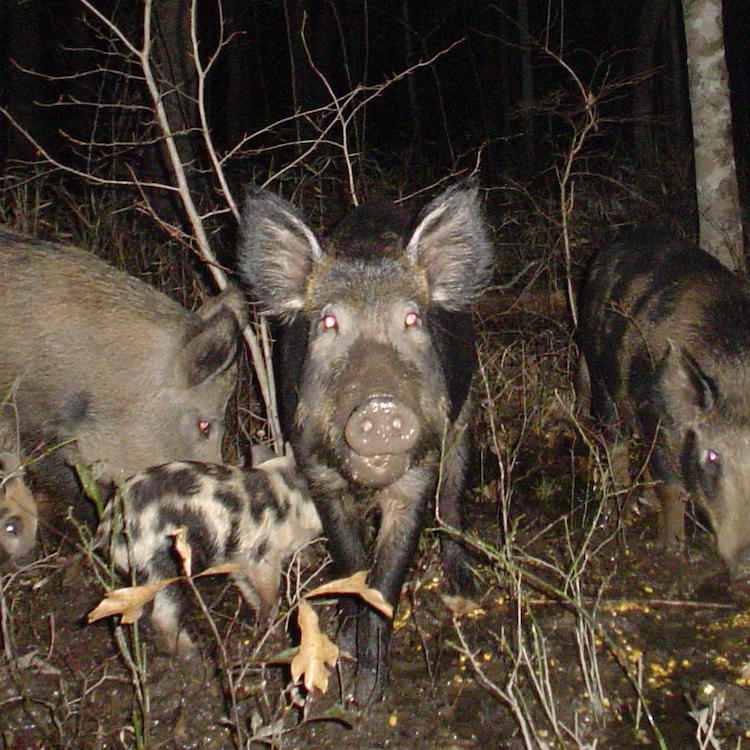 Workshop goes whole hog on feral pig issue